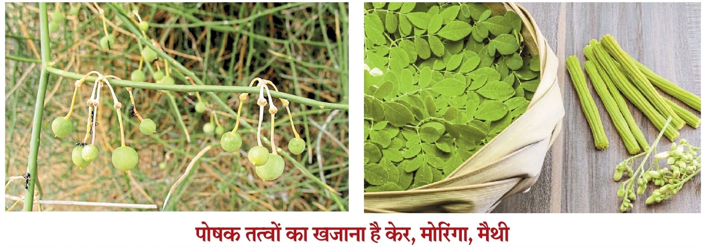 नागौरी मैथी, केर और मोरिंगा का कृषि विश्वविद्यालय करेगा संरक्षण-संवर्धन