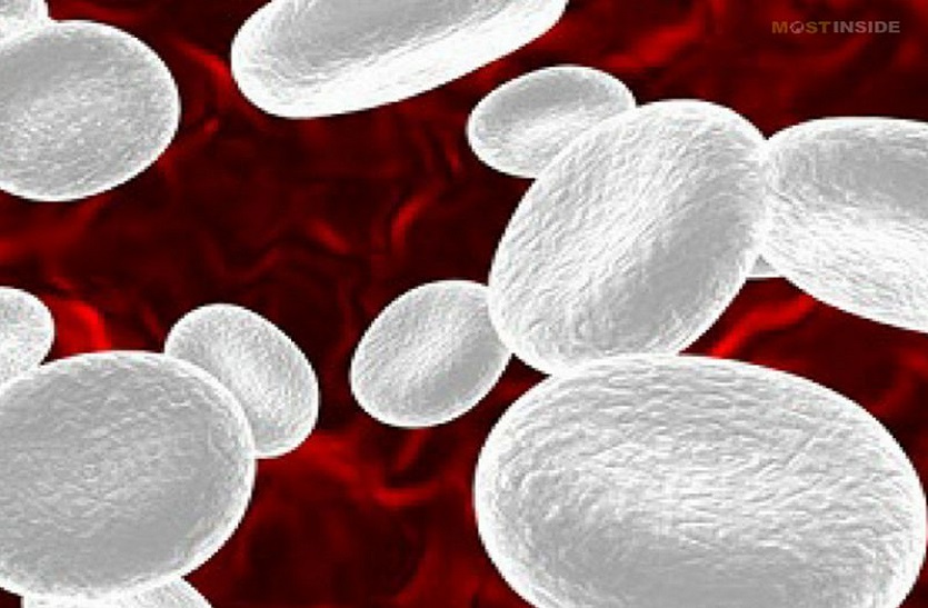  White Blood Cell (WBC) Count : जाने WBC कैसे बचाता है आपको बीमारियों से