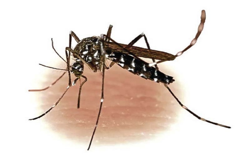 Signs And Symptoms of Dengue Fever : क्या हैं डेंगू के लक्षण