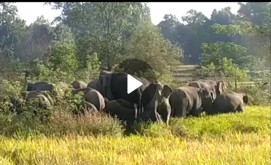 Elephants in Ambikapur