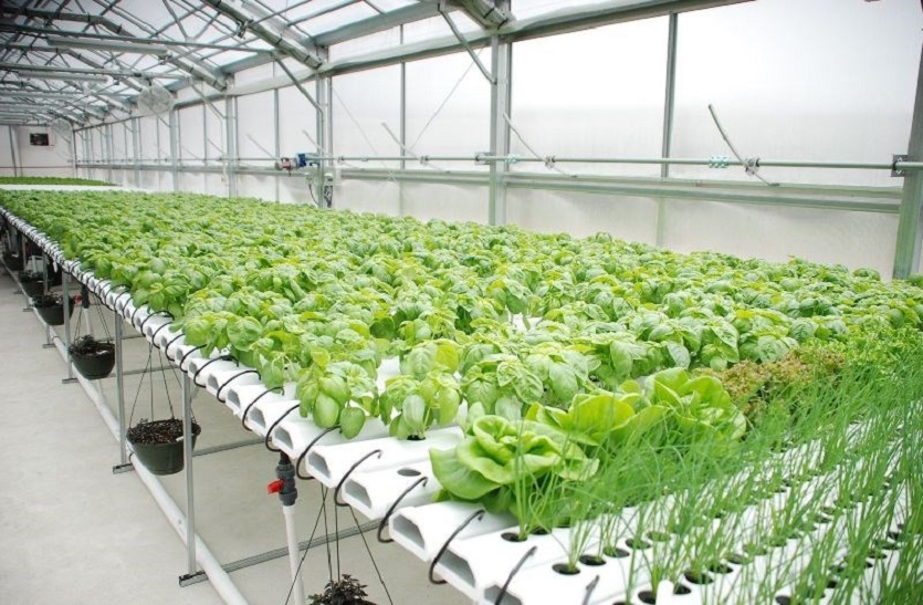 Hydroponics farming: भारतीय कृषि क्षेत्र में क्रांति ला सकती है हाइड्रोपोनिक्स प्रक्रिया