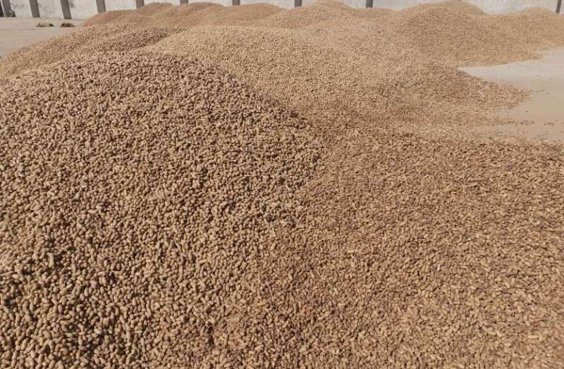 मूंगफली का बंपर उत्पादन, फिर भी तेल में राहत के कम आसार