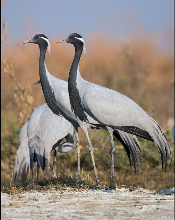 मेहमान पक्षी का लोकगीतों में महत्व