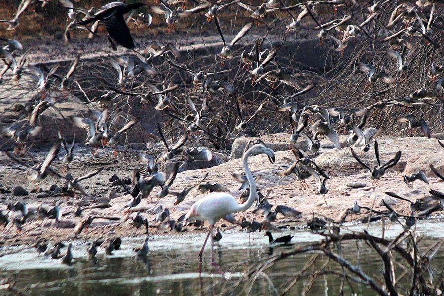 तापमान गिरा तो सजने लगा पक्षियों का सतरंगी संसार