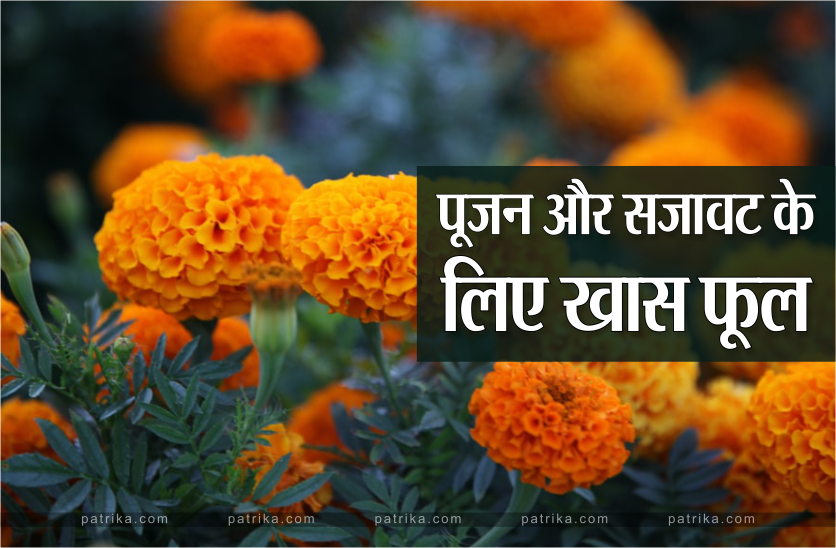 flower.png