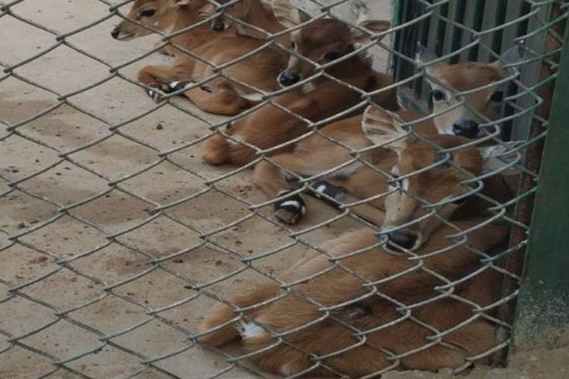 ज़ोधपुर-पाली सीमा पर बना रेस्क्यू सेंटर बना शराबियों का अड्डा