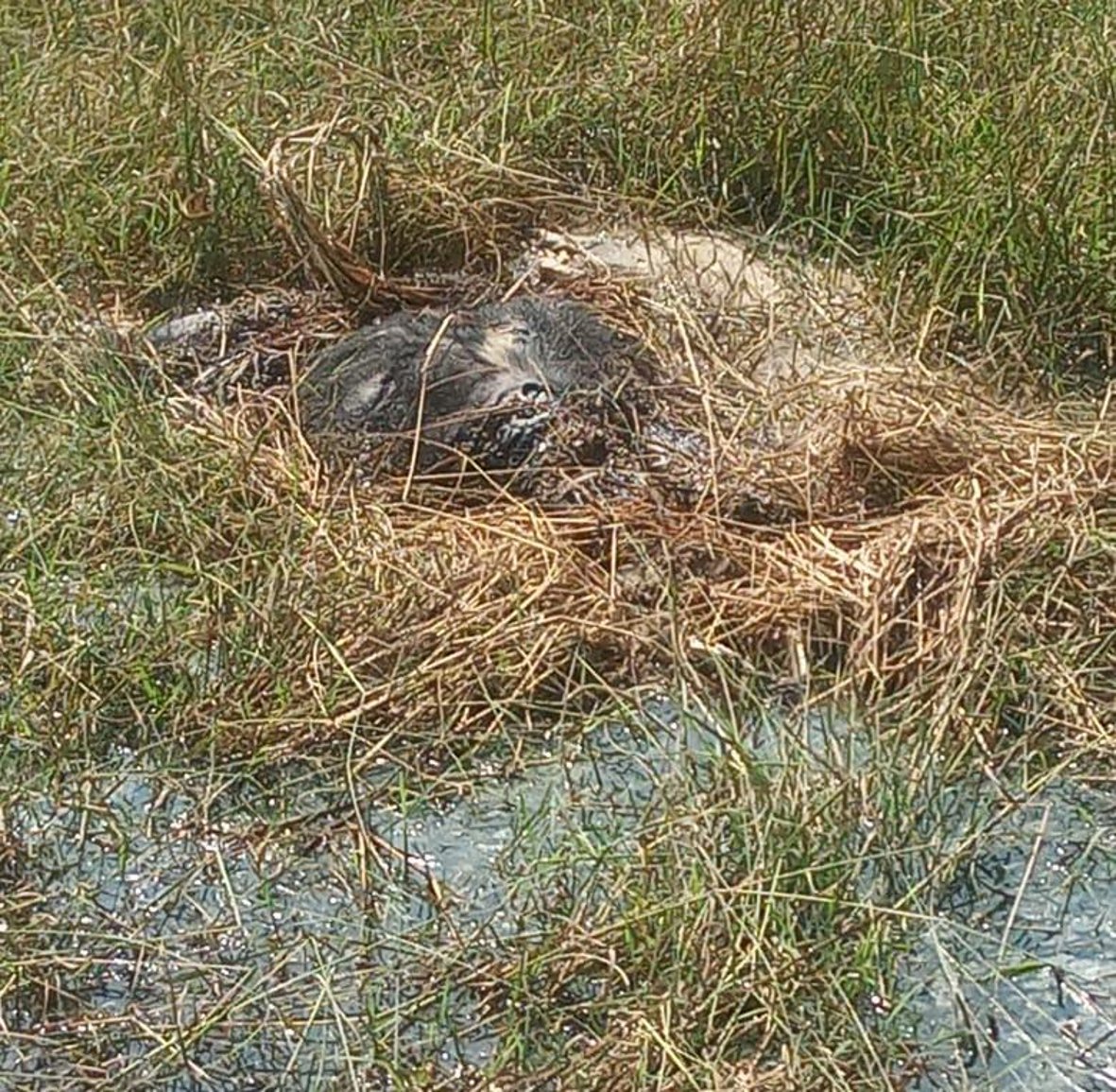 Bear body found in Puruniha pond