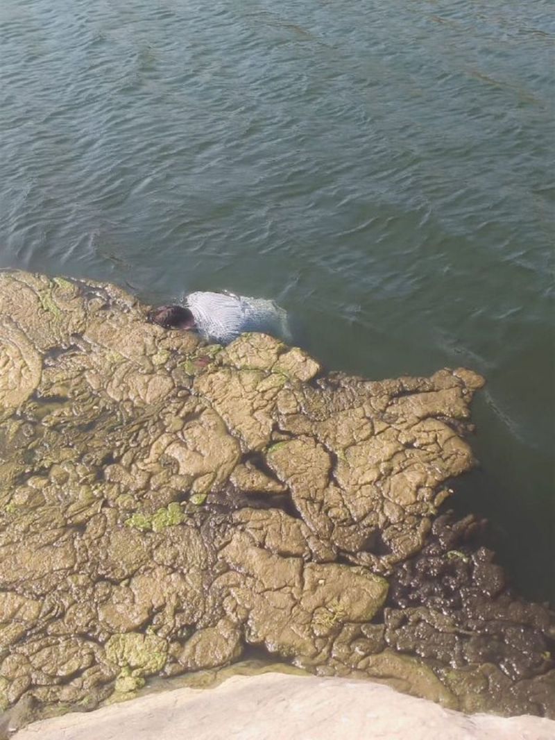 घर से निकले इकलौते पुत्र का शव कायलाना में मिला