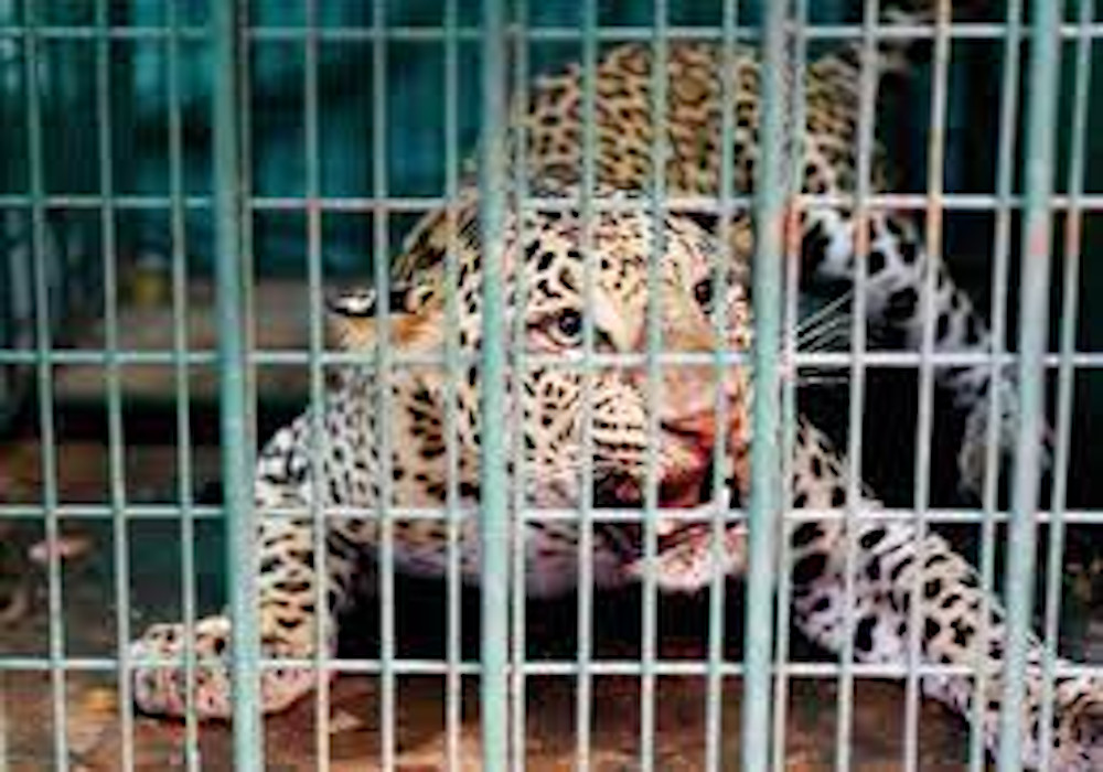 Four Leopard Centres will be Made in Uttar Pradesh