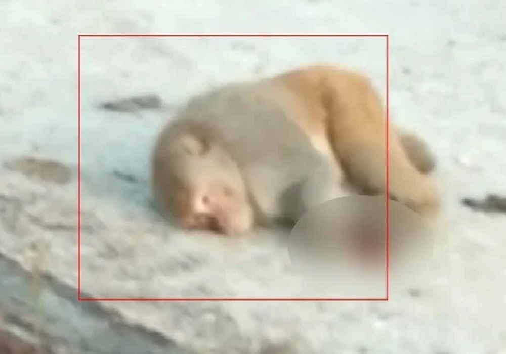 फतेहपुर में 11 बंदरों की मौत छह बेसुध मिले, मुकदमा दर्ज