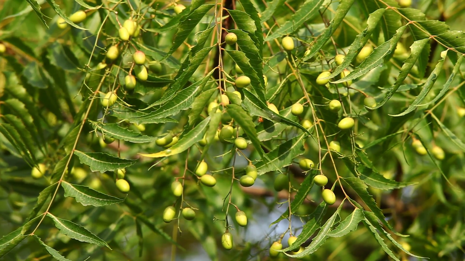 neem_fruit.png