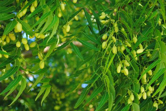 Health Tips निंबोली के फायदे जानकर रह जाएंगे हैरान Health Benefits Of Neem Fruit Nimboli Ke