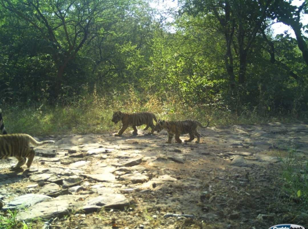 Tigress T-63 gave birth to cubs in Ranthambore Tiger Reserve