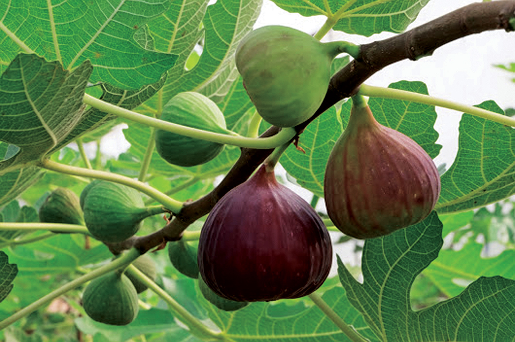 anjeer-farming-and-agriculture.jpg