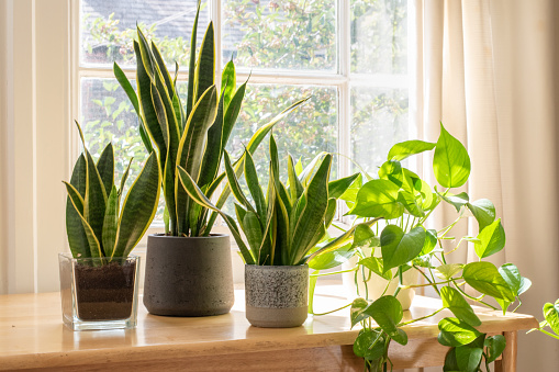 Air-Purifying Indoor Plants: घर की हवा को शुद्ध करने के लिए लगाएं ये नेचुरल एयर प्यूरीफायर पौधे