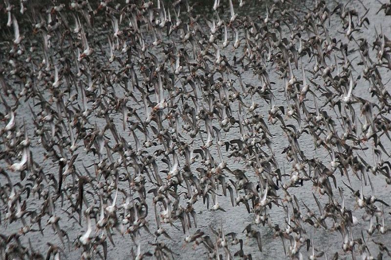 कुरजां के बाद सर्वाधिक 'रफ पक्षी पहुंचने लगे थार