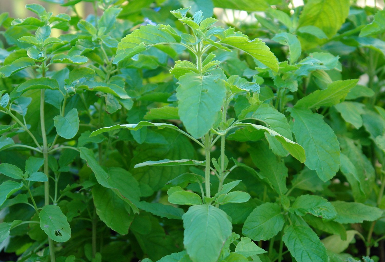 Consumption of more basil is harmful or beneficial for health