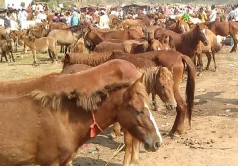 Chitrakoot donkey fair Mandakini river