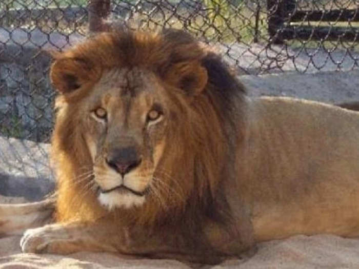 11 lions and two hyenas find corona positive indenevar zoo