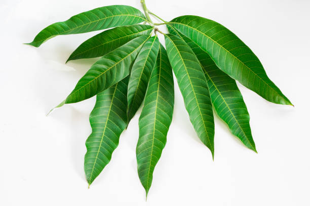 Benefits of Mango Leaves: जानिए आम के पत्ते आपके स्वास्थ्य के लिए बहुत ही लाभदायक होता है
