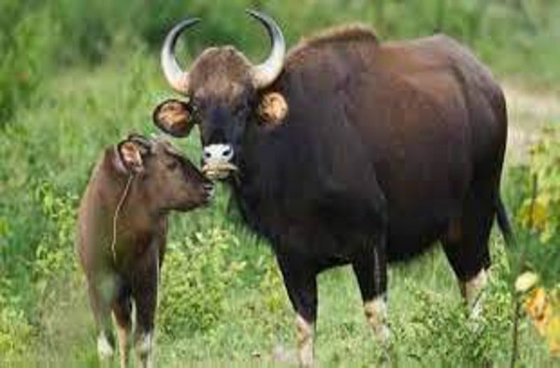 Gaur in National park