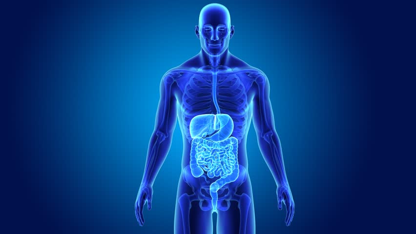 intestine.jpg