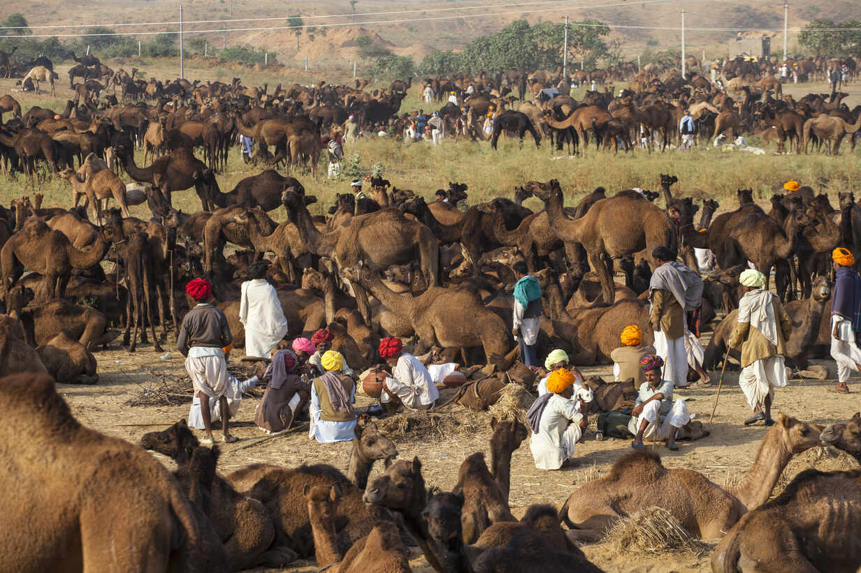 Pushkar Mela Rajasthan