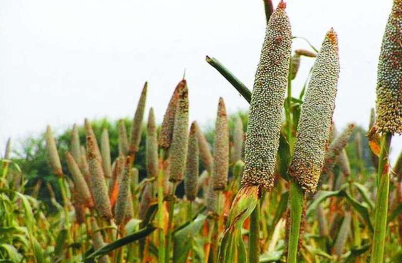 आज किसान करेंगे मुख्यमंत्री आवास का घेराव