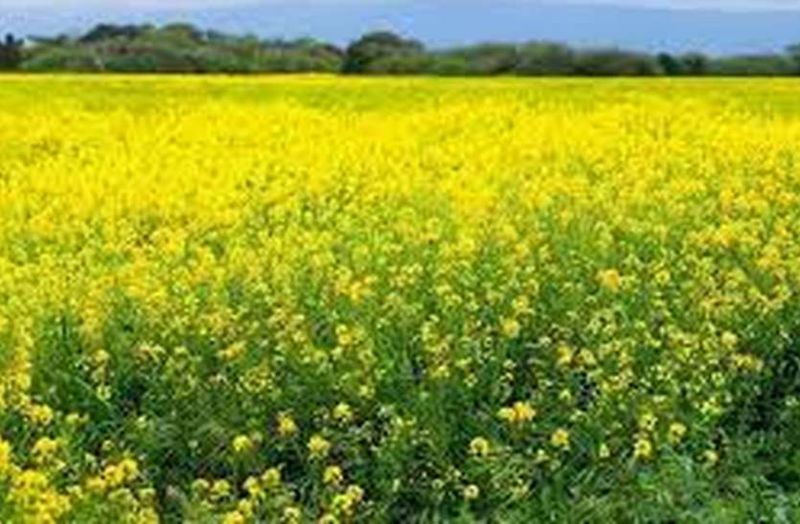 जीरे की सौंधी खुशबू ही नहीं पीले फूलों से भी महकेगी मरुधरा