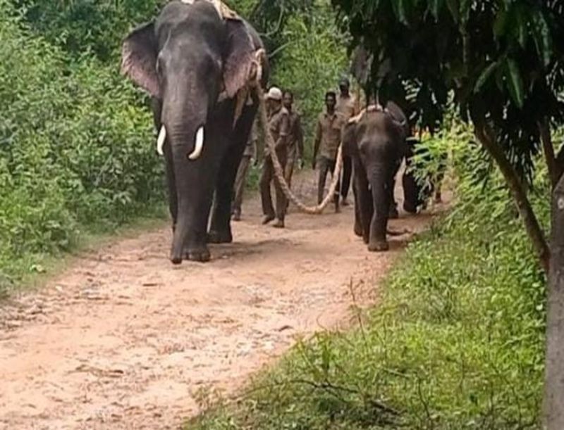 हाथी के बच्चे को दिया पुनीत राजकुमार का नाम