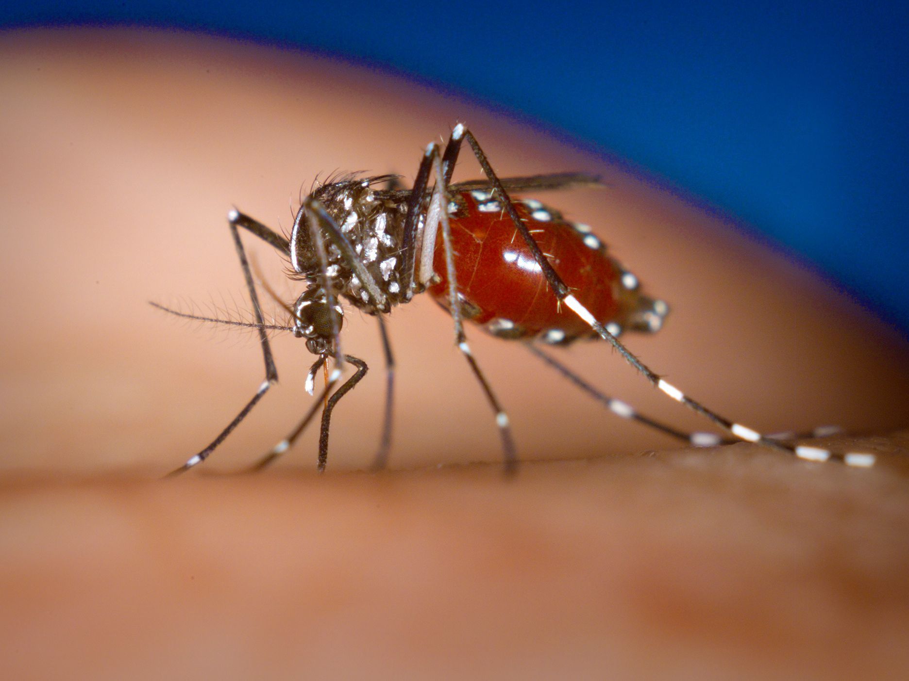 chikungunya.jpg