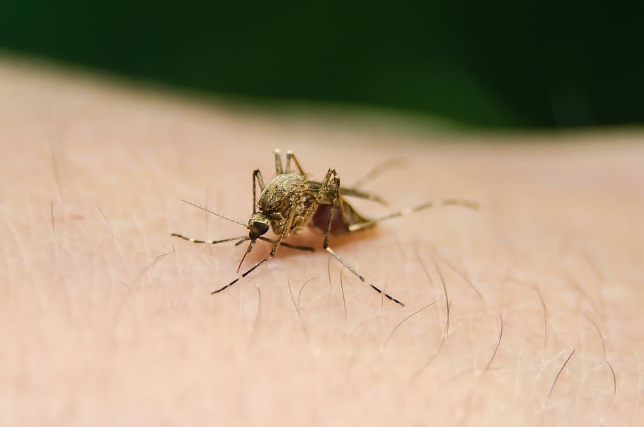 dengue.jpg