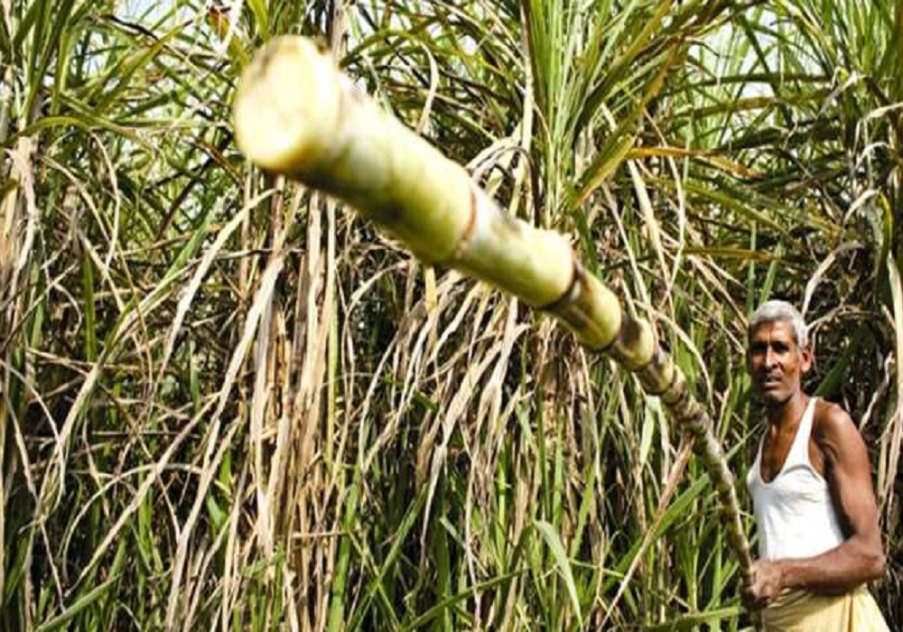 यूपी के गन्ना किसानों को इसी पेराई सत्र से मिलेगा गन्ने का बढ़ा मूल्य, अधिसूचना जारी