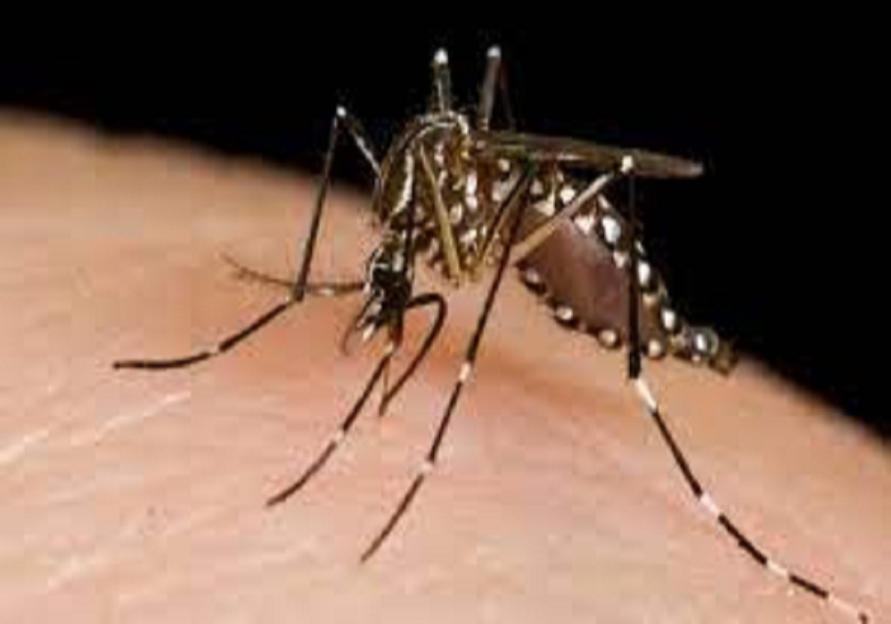 Zika In Kanpur: जांच में एक मच्छर में मिला जीका वायरस, लेकिन शहर में हुए 108 हुए संक्रमित, इस पर हड़कंप