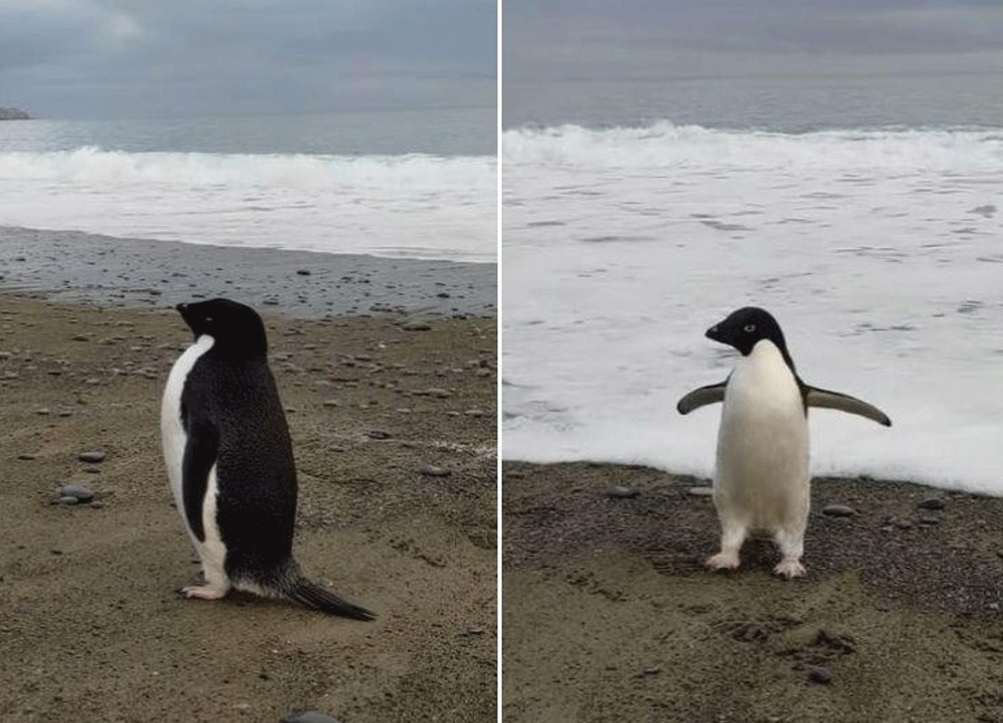 penguine_.jpg