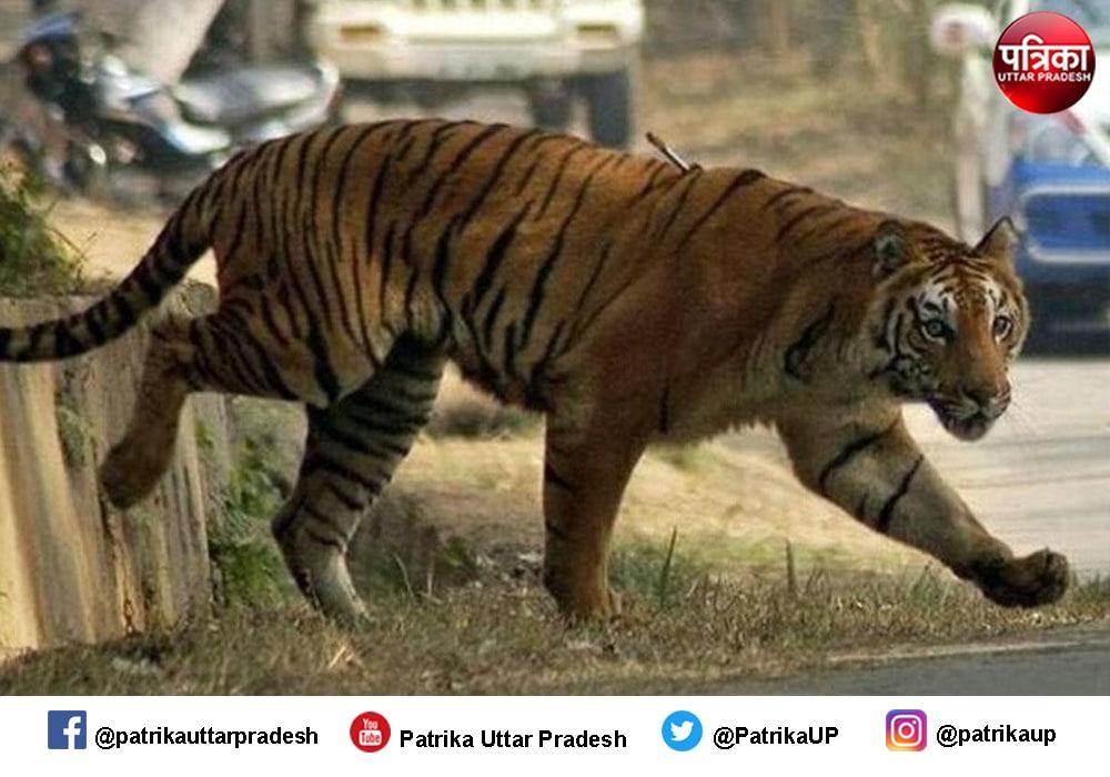 लखीमपुर खीरी में बाघ के हमले से एक किसान की मौत, ग्रामीण दहशत में