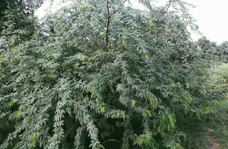 खुद जीवित रहने के लिए निगल रहा औषधीय व लाभकारी वनस्पति