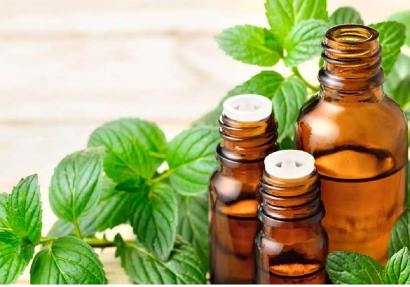 Mentha Oil Rate Mentha Oil Price : वायदा बाजार में घटे मेंथा तेल के भाव, जानें- आज का Mint Oil Price