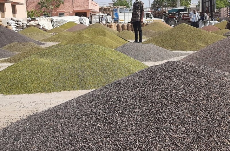 पारदर्शी कारोबार, हाथों-हाथ भुगतान और डिमांड के चलते किसानों का मानस ‘मेड़ता मंडी चलो’