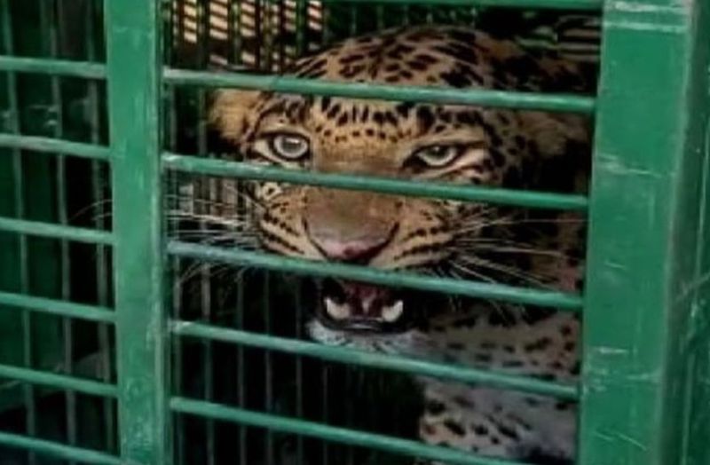 झुंझुनूं में रात को छोड़ गए एक और पैंथर