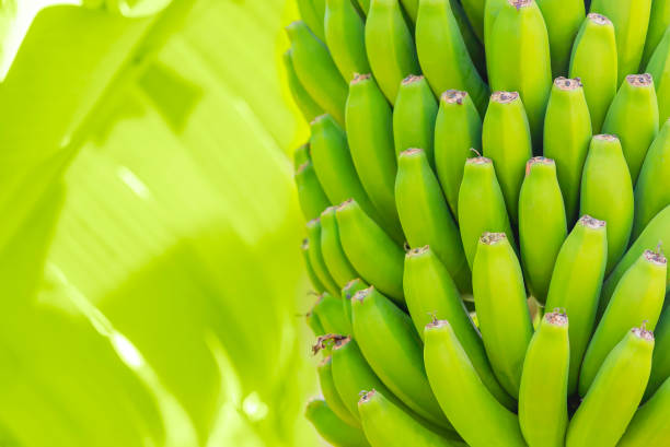 Raw Banana Benefits: आइए जाने कच्चे केले खाने के फायदे जो स्वास्थ्य के लिए लाभदायक होते हैं