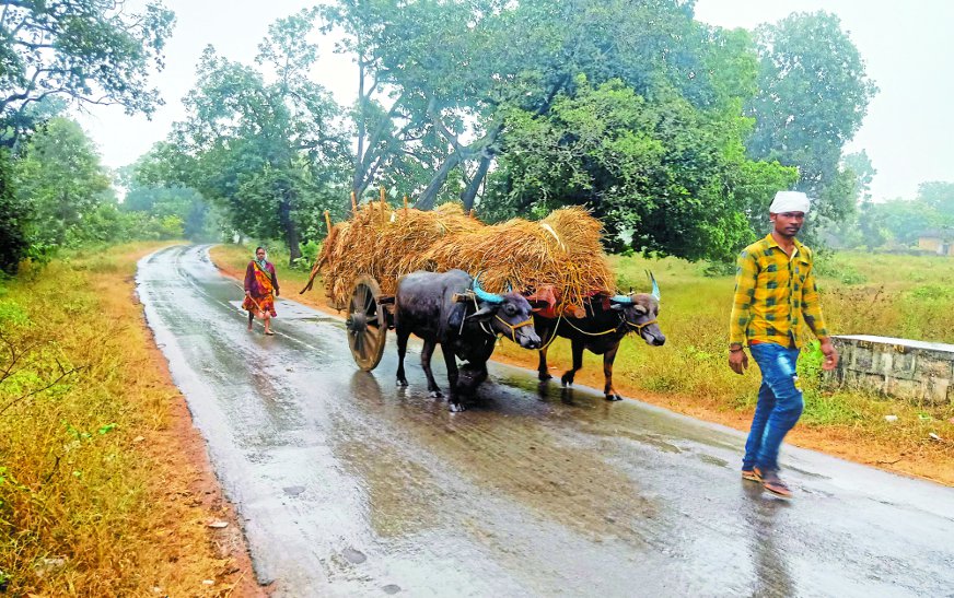 बारिश में धान बचाने की जुगत में किसान परिवार