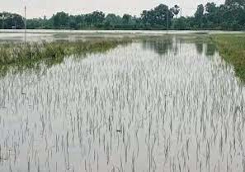 Hundreds of hectares of crop submerged in water due to canal burst