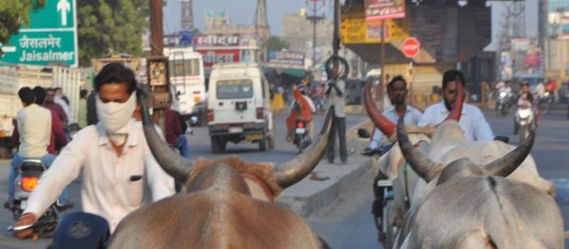 हाइवे और शहर की सड़कों पर मंडराता 'खतरा' ...