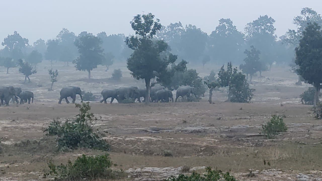 Elephants move towards remote villages, causing damage to crops