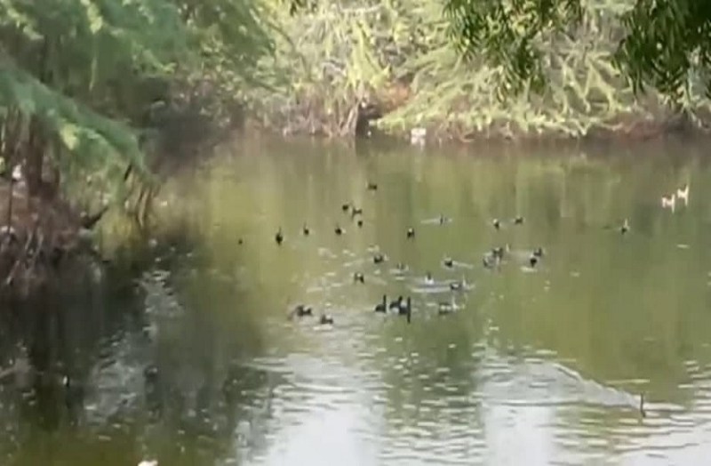 सर्दी में देरी से रूठे प्रवासी मेहमान