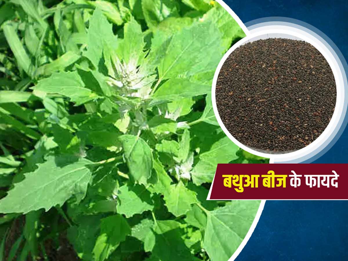जानिए बथुआ का बीज दर्द और लिवर की समस्याओं में कितना लाभदायक होता है