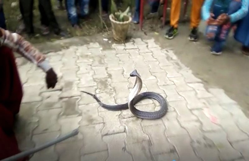 snake_lakhimpur.jpg