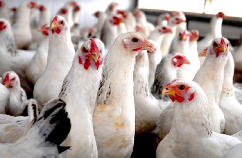 मुर्गियों में बर्ड फ्लू रोग की पुष्टि नहीं, मुर्गीपालन व्यवसाय सुरक्षित