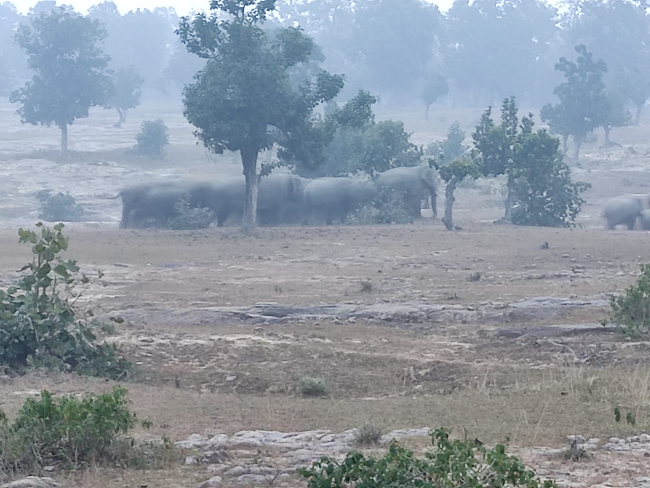A team of 42 elephants left for Chhattisgarh after spending 54 days in